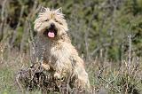 CAIRN TERRIER 290